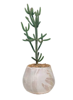 Large Ceramic Planter