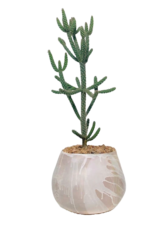 Large Ceramic Planter 1 Large Ceramic Planter